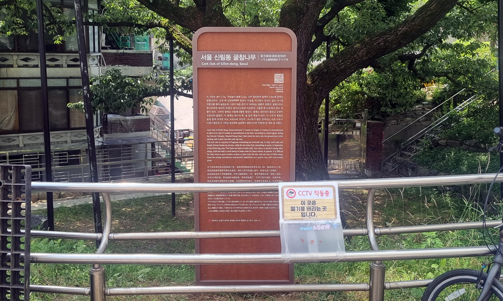 서울 신림동 굴참나무